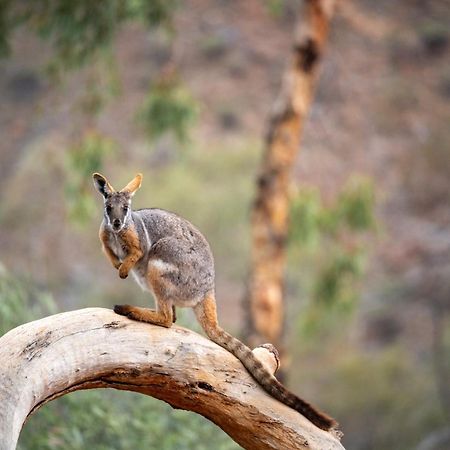 Arkaroola Wilderness Sanctuary Hotel ภายนอก รูปภาพ