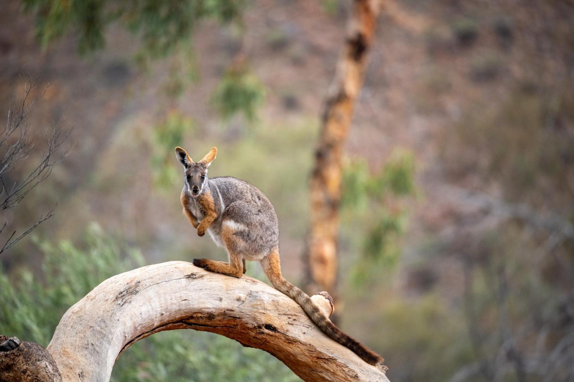 Arkaroola Wilderness Sanctuary Hotel ภายนอก รูปภาพ